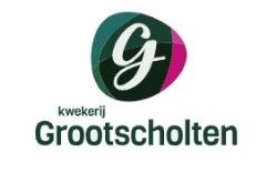 Grootscholten