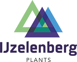 IJzelenberg