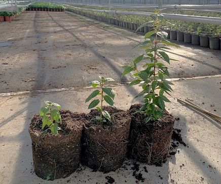 Fuchsia peat-free